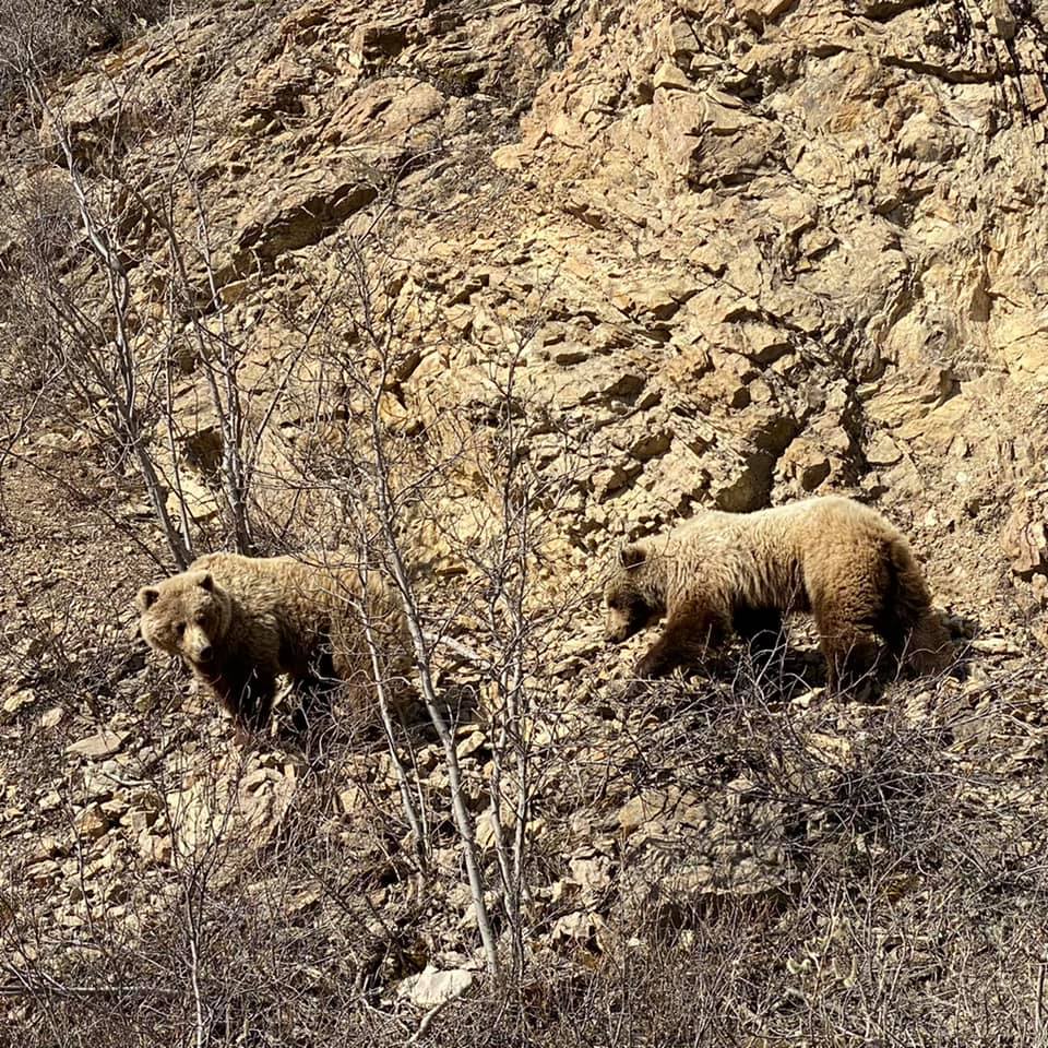 Savebitterroot's tweet photo. Lets make 2023 a year for wildlife and wildlands. https://t.co/T2hMbZVE95