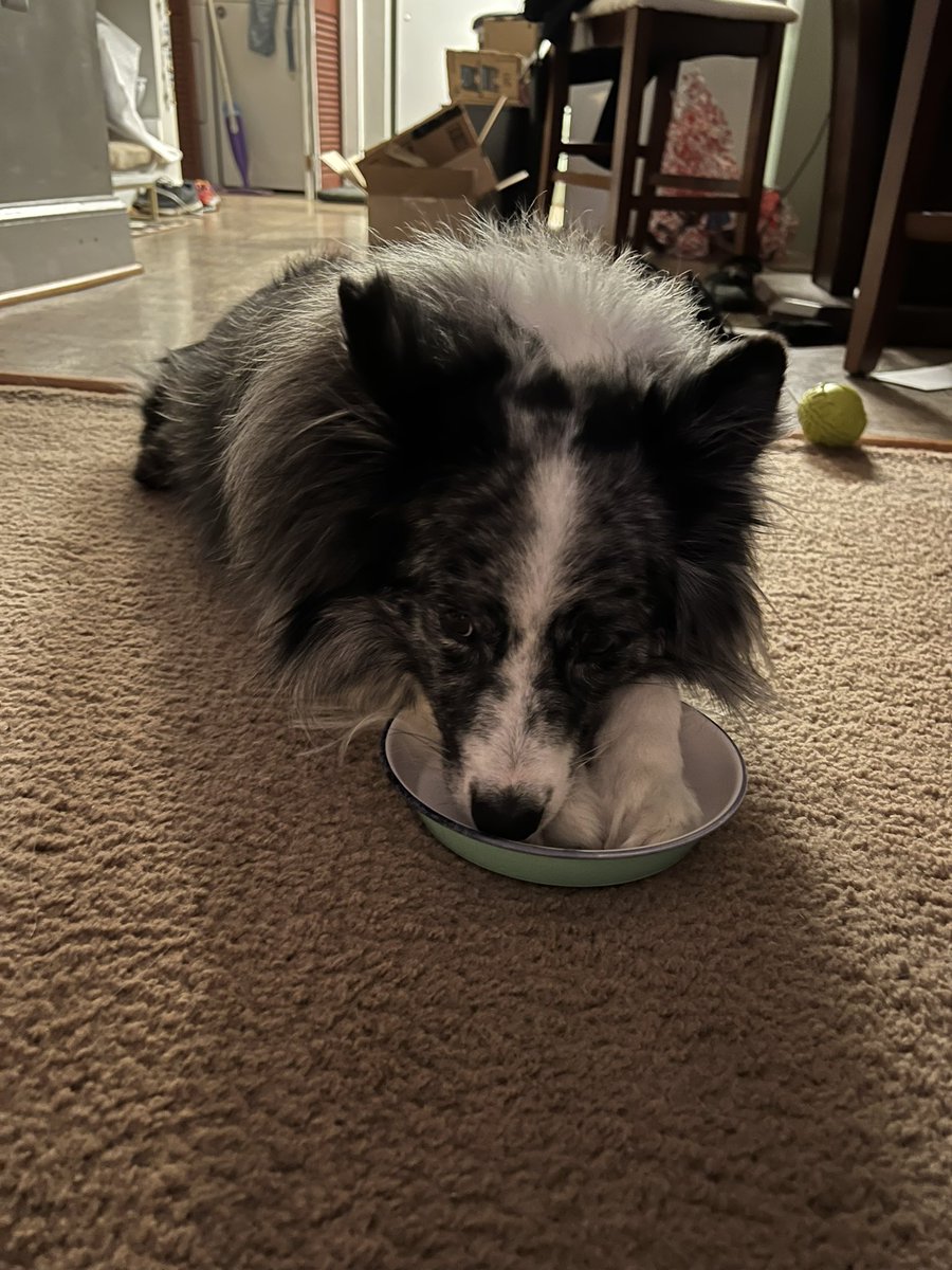 PhoenixBelleTTV's tweet photo. Happy New year! I hope your bowl is always full this year! https://t.co/b15RYSFfVE