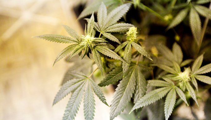 Canna Buzz Report tweet media