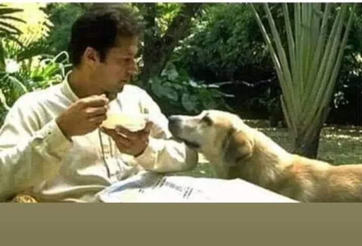 Plusnor's tweet image. تصویر میں چھپا ھوا دوسرا کتا ڈھونڈیں۔