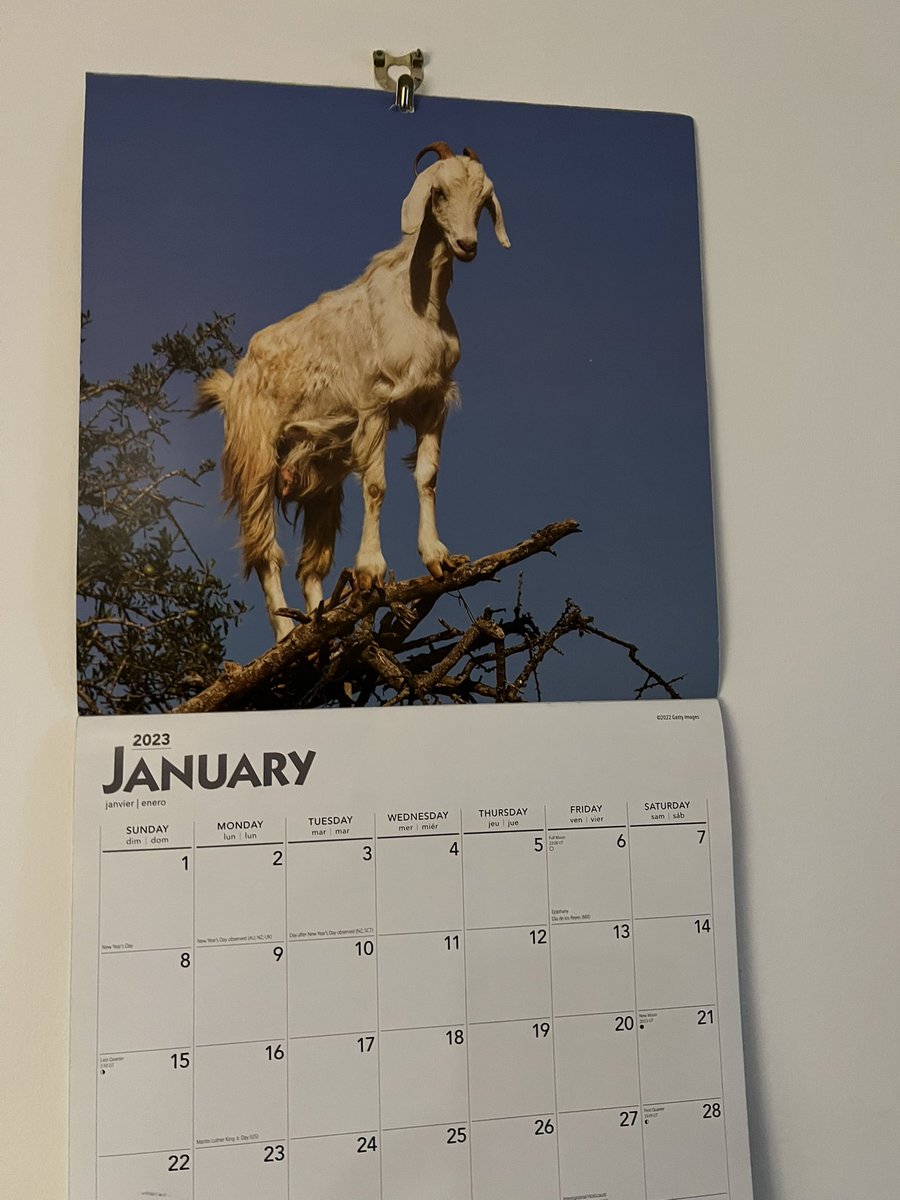 jonathanbasnett's tweet photo. Goodbye Borzoi’s of 2022 and hello goats in trees of 2023 https://t.co/9cRRBHbPU3