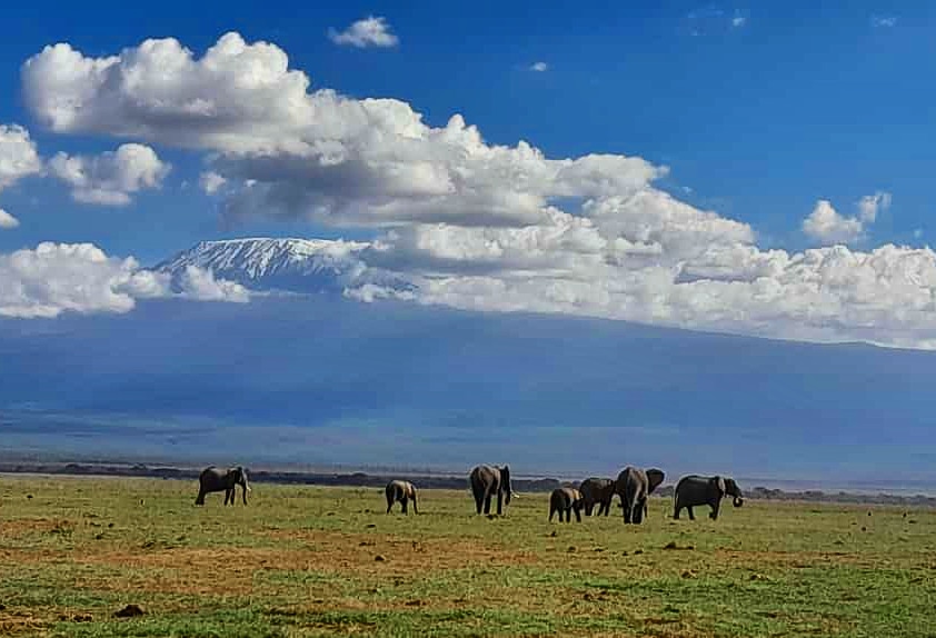 PriorityWild's tweet photo. We start the year in the wild since we are about wilderness and travel. Amboseli has never looked better, the Jumbos grazing with the magnificent flat top snow of Mt Kilimanjaro.

#wilderness #jumbo #amboseli #travel #safari #kilimanjaro #happy #happynewyear #2023 https://t.co/jriq6qonRT