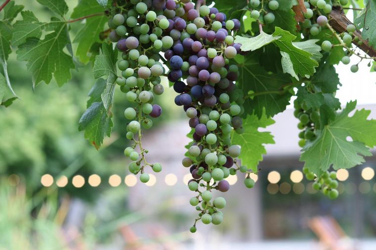 Cuatro bodegas argentinas fueron elegidas entre las mejores del mundo ow.ly/lbBF50Mfh4L