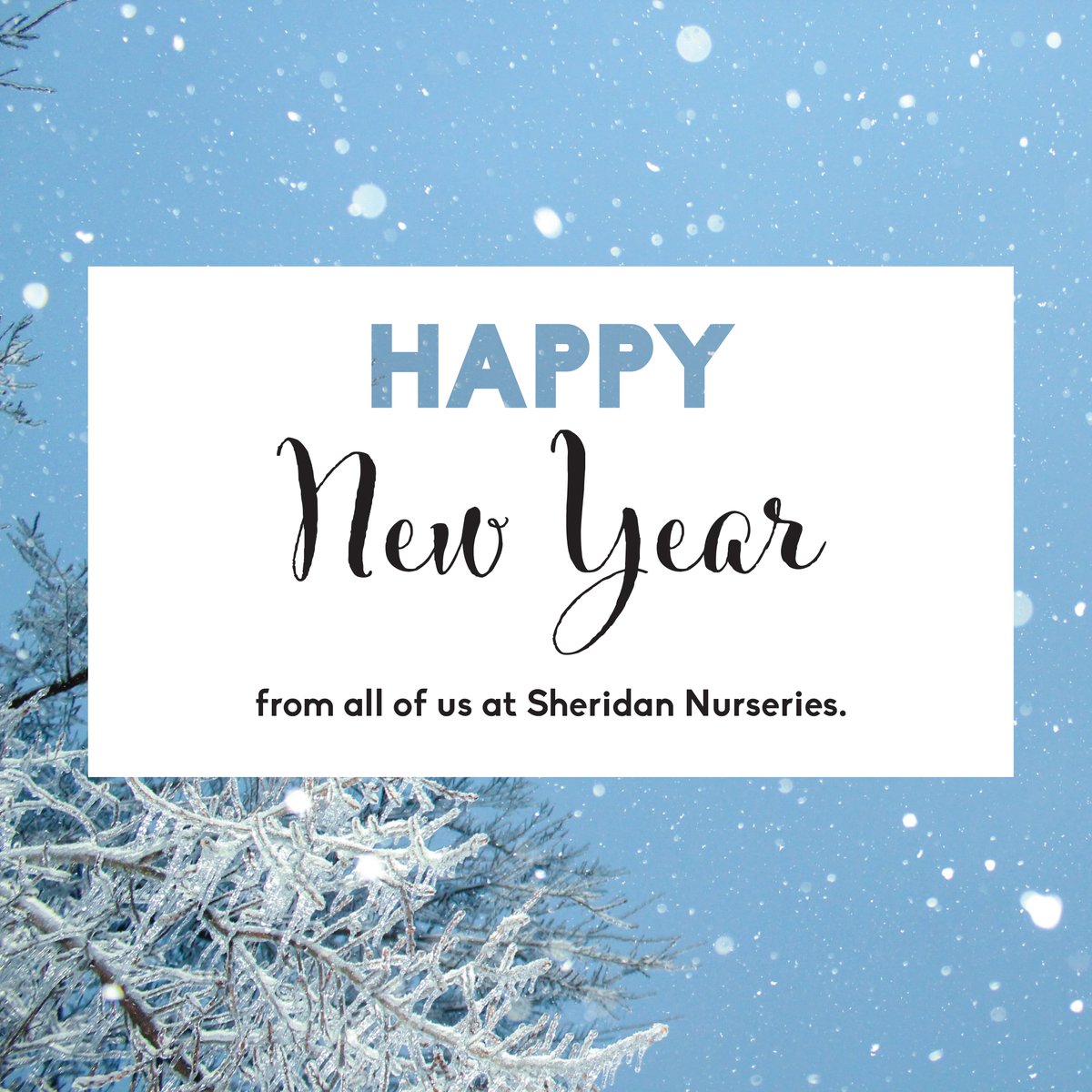 Happy new year! January is the beginning of the gardening year, a time for fresh start, renewed enegy and grand plans for twelve months ahead.
