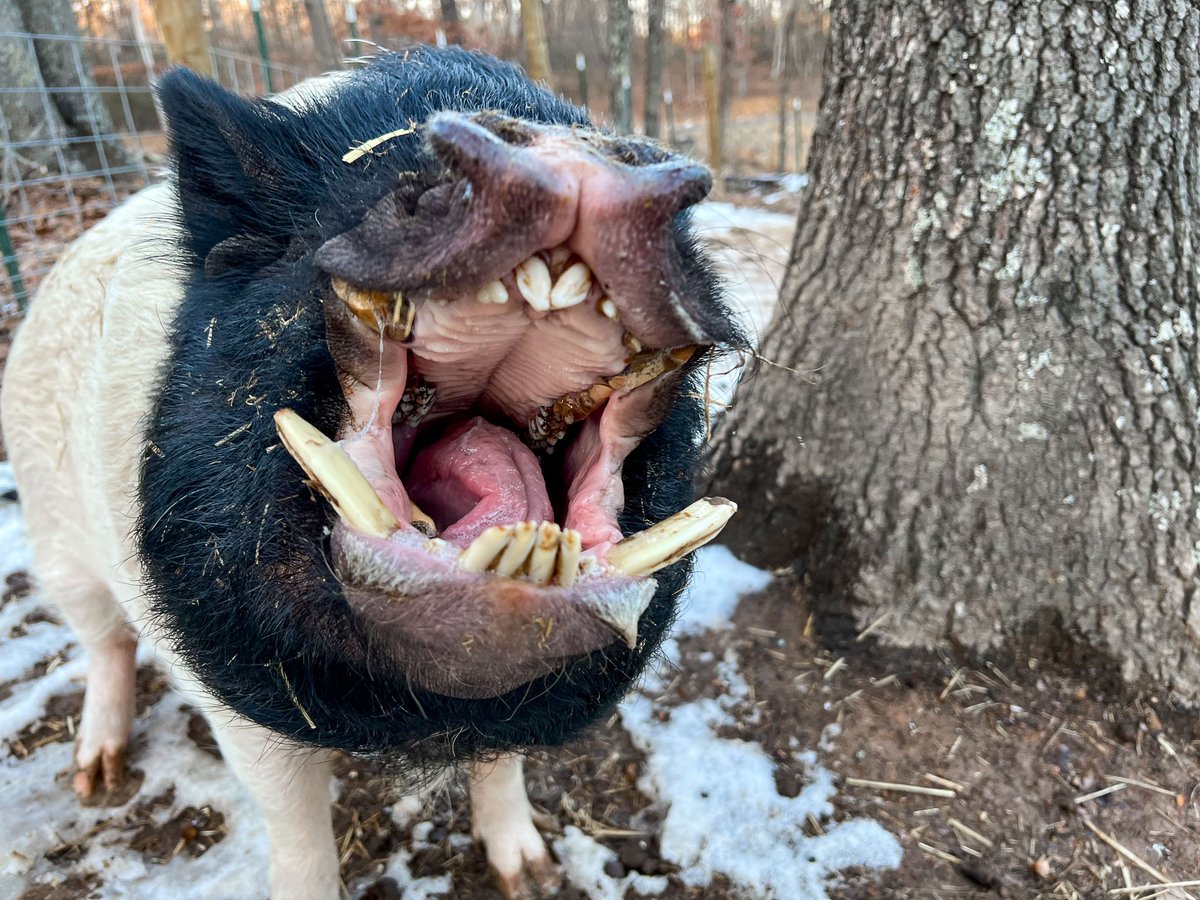 PigginsandBanks's tweet image. 🐷🎉 HAPPY NEW YEAR!!! 🎉🐷 Link is yelling it to everyone this morning in case they might have forgotten. 😂 #pig #pignose #animalsanctuary #happynewyear