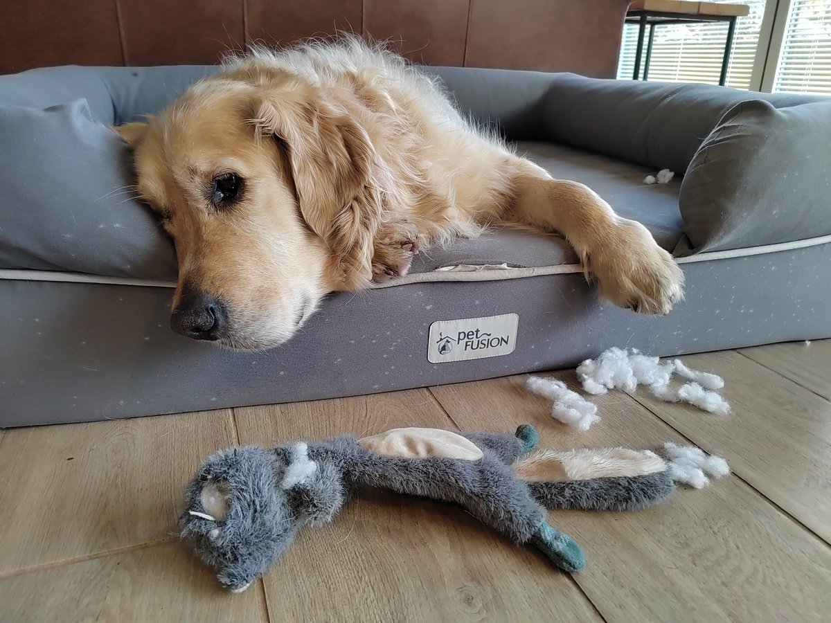 WilfandErnie's tweet photo. New years resolution #noregrets ππ€£π€£ Flat squirrel lasted the holiday season (just!!). Hey ho.. Onwards and upwards π #NewYear2023 #NewYearsResolution #Squirrel #splosion #dogsoftwitter #goldenretrievers #NewYear https://t.co/0AZSlskfMg