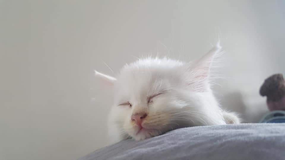 on-twitter-sorry-i-know-i-keep-posting-pics-of-zhen-but