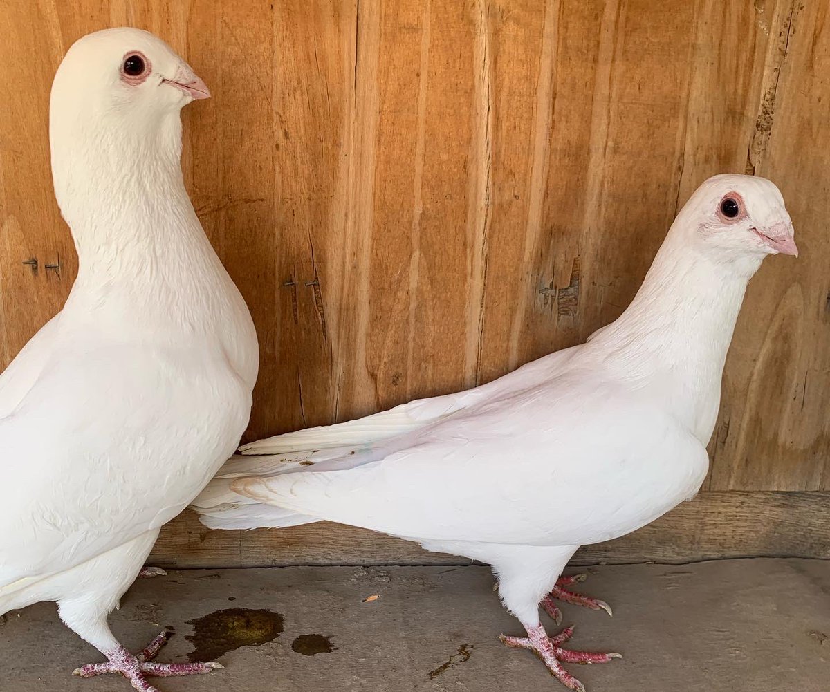 SammanFarm's tweet image. الموقع / الرياض - السلي
زوج أبيض صك شامي جفن احمر
جروم وصحة وإرتفاع للطيور توضحها الصور ماشاء الله
هذا ثاني انتاج للزوج توه شبب
السوم على العام عند الوجوه الطيبة