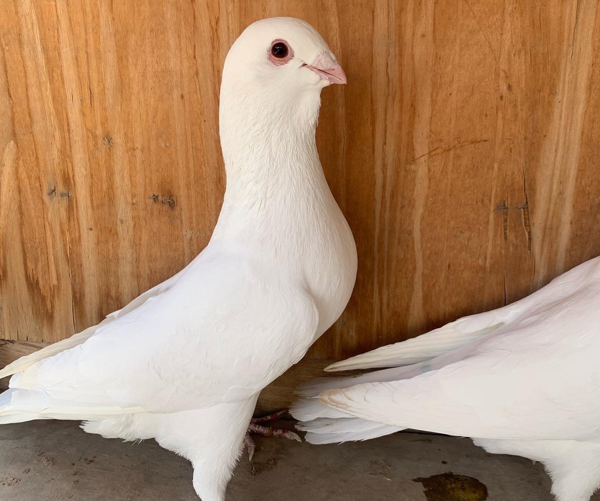 SammanFarm's tweet image. الموقع / الرياض - السلي
زوج أبيض صك شامي جفن احمر
جروم وصحة وإرتفاع للطيور توضحها الصور ماشاء الله
هذا ثاني انتاج للزوج توه شبب
السوم على العام عند الوجوه الطيبة