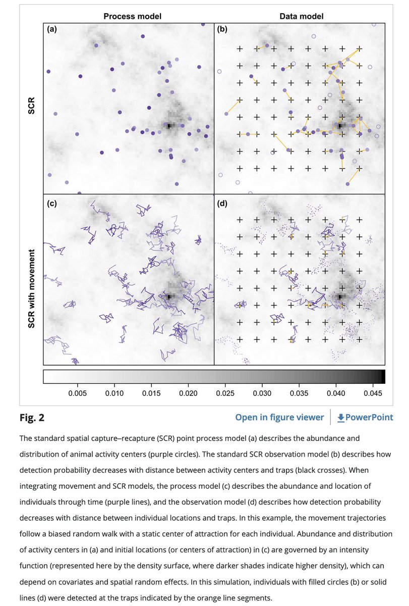 oaggimenez's tweet photo. Landmark paper by @bt_mcclintock et al in @ESAEcology who outline a general conceptual framework for the integration of movement and spatial capture-recapture models w/ nice reviews of both fields 🤩

https://t.co/rLbGjox8AW

🗞️#230-2022 https://t.co/X6sZJDpTxJ