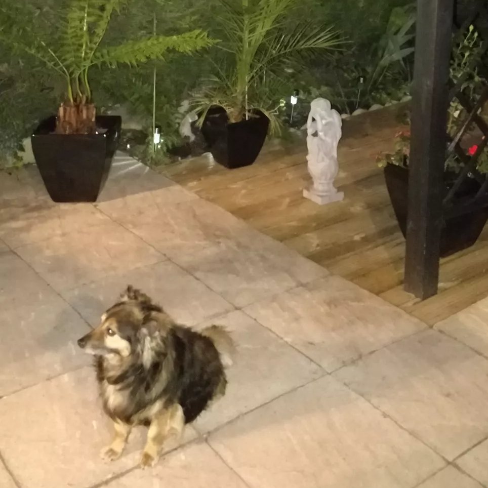 Dina Fernandes-Bedwell tweet media