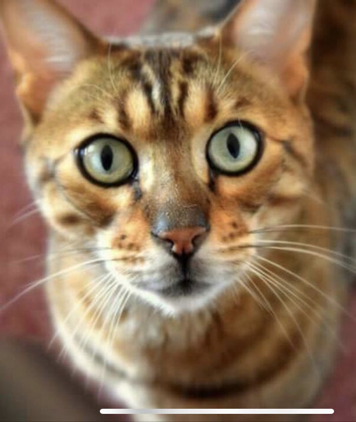 LastStoic84's tweet photo. @AutSciPerson This is Penfold - the sweetest, gentlest, loving cat. There is *no way* he’d allow cradles. He didn’t even allow lap cuddles for 11yrs but he gives the best head boops &amp; lap-adjacent love. I would have missed out hugely by disregarding him based on whether he’d cradle
1/2 https://t.co/kz8RWpcaIK