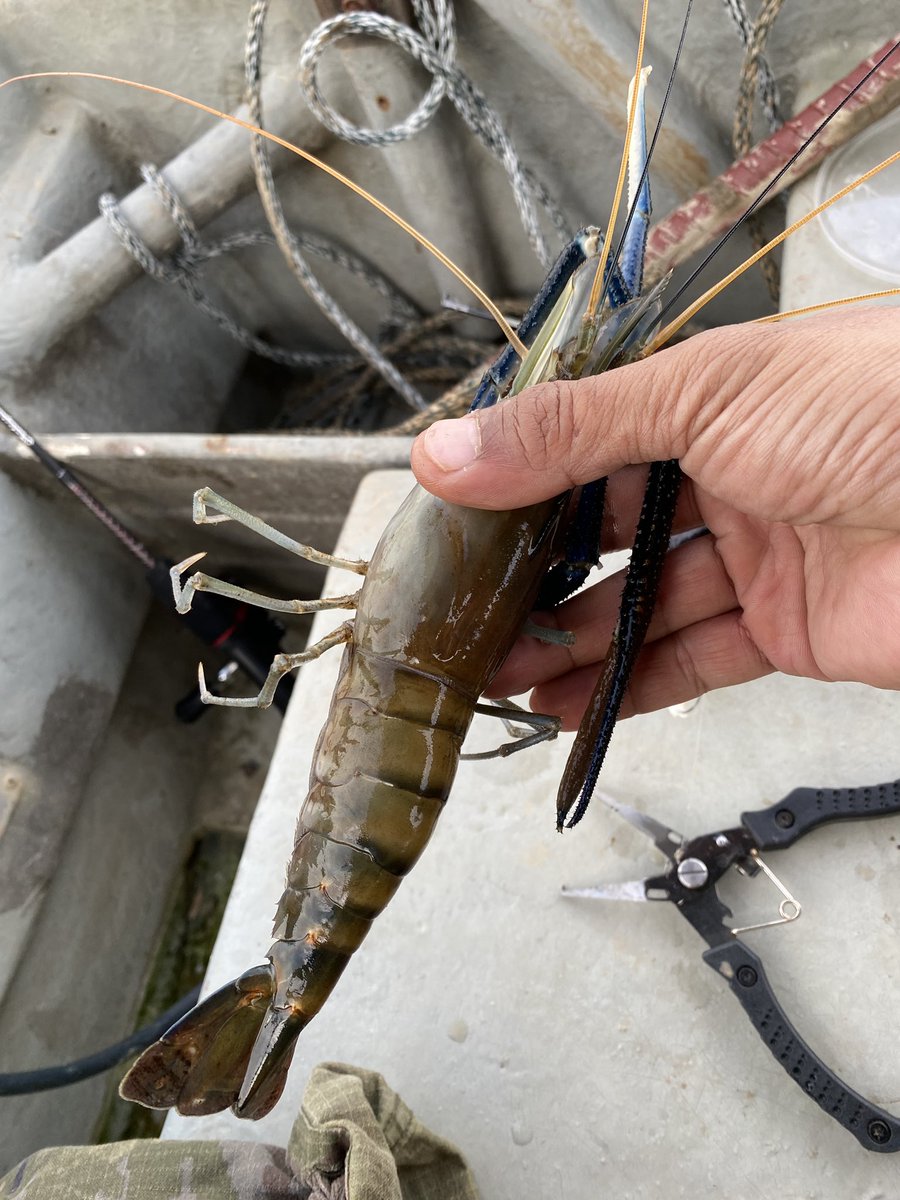 hazman_JD's tweet image. “Jenggo” Sg Perak at Teluk Intan.