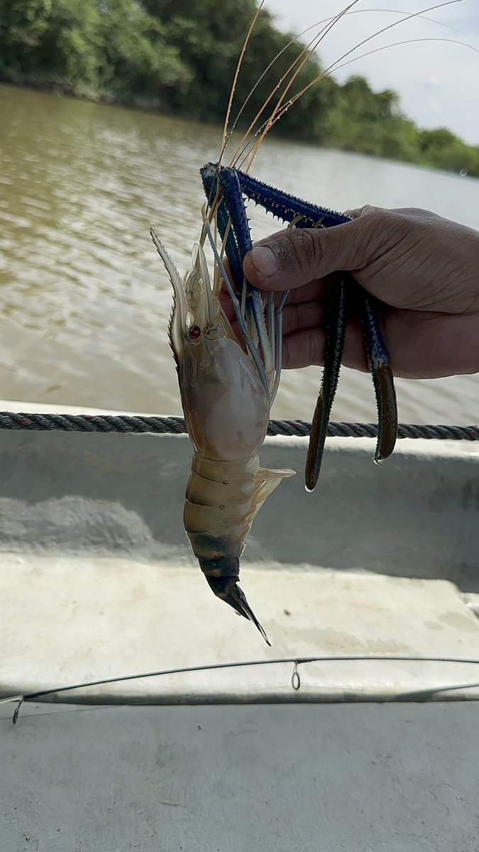 hazman_JD's tweet image. “Jenggo” Sg Perak at Teluk Intan.