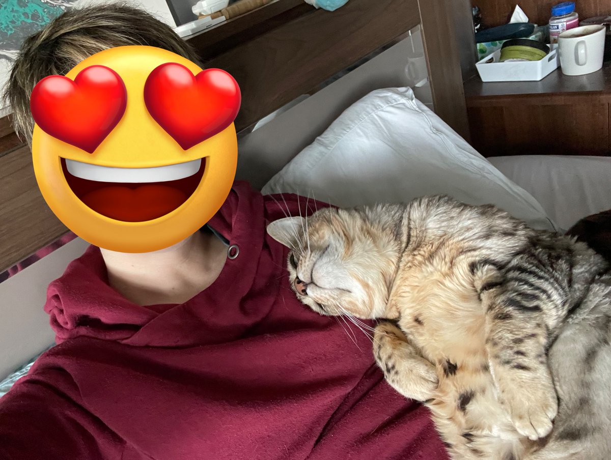 LastStoic84's tweet photo. @AutSciPerson And this is his brother, Tau. Tau loves a cradle cuddle but is also a massive hooligan and (lovable) pain in the arse. Tau could cause chaos alone in an empty room. He regularly breaks expensive items &amp; upsets his brother with surprise “attacks”.
Tau is a git. I love him.
2/2 https://t.co/QkraUIImb1