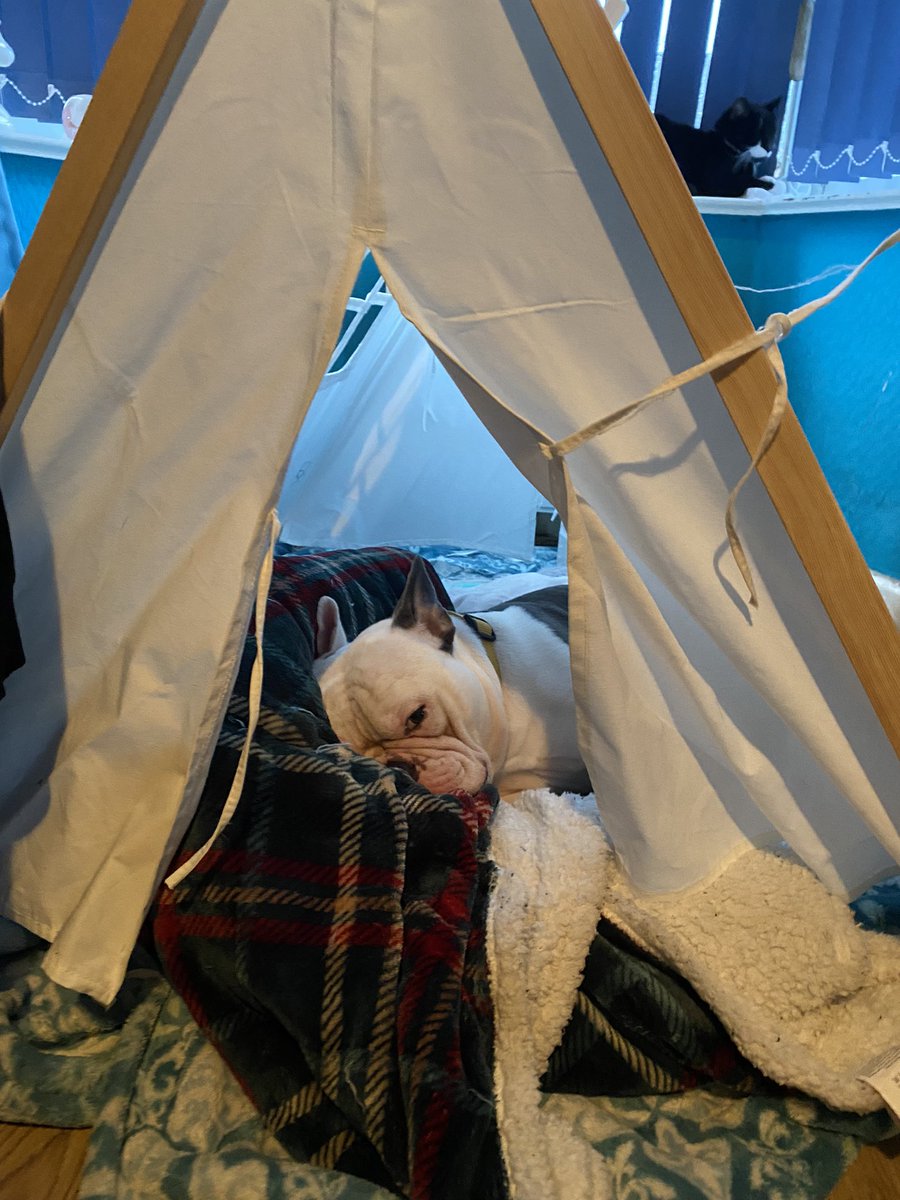 SPVCEBEARD's tweet photo. My younger daughter got a tent for Christmas but the dog claimed it 🐶💤 https://t.co/CYcQoh1cJV