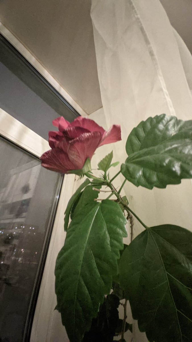 В новогоднюю ночь у меня зацвел гибискус. Уж не знаю, что за примета, тем более в них не верю. Но очень жизнеутверждающе!