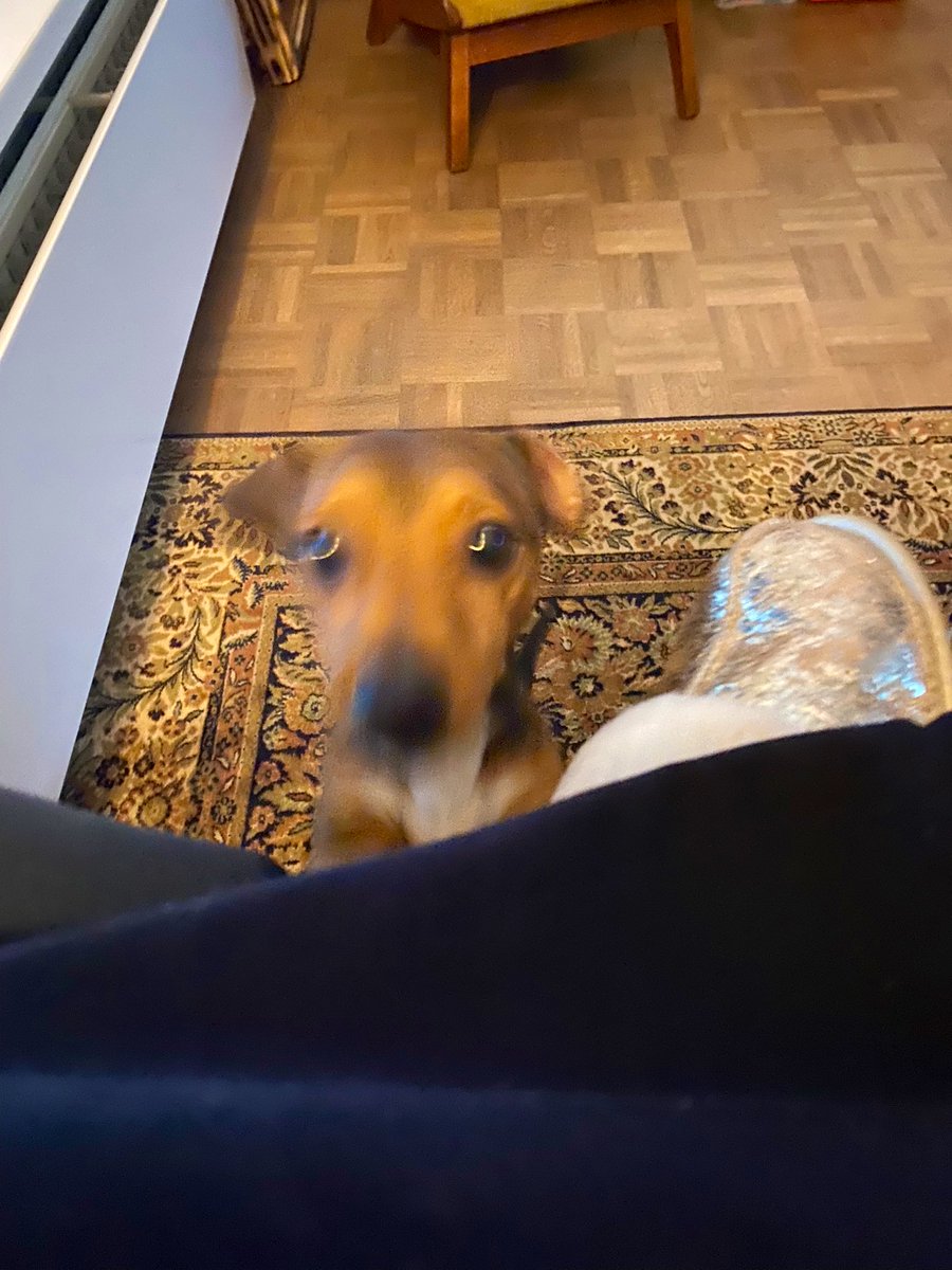 Inge_IKcc's tweet photo. Mijn tuin-plekje-in-de-kamer geïnstalleerd.
Toob heeft de mand eronder in beslag genomen. Teun is beledigd dat hij niet op schoot kan. 
#vanmij https://t.co/f2VifweOiS