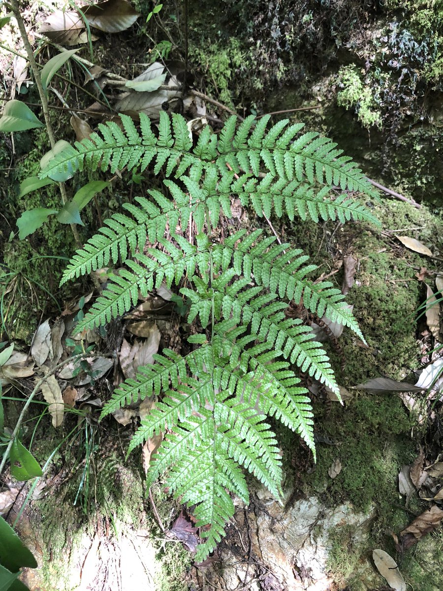NobuyaH's tweet photo. 今日のシダ
Today's Fern
オオベニシダDryopteris hondoensis Koid.
オシダ科Dryopteridaceae
Herter (nom. cons.)
Oct.2022

明るい緑の葉と中軸の褐色が気に入っています。I like the bright green leaves and brown axis.

 #botany #plants #flora
 #ferns #Felce #Helecho #Farn #Fougère #蕨類 https://t.co/ioppPBXdD5