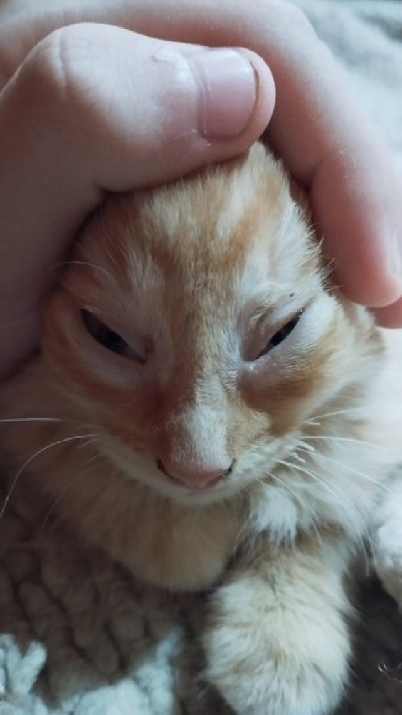 CatsHeld's tweet photo. https://t.co/7cGC7WYOaZ