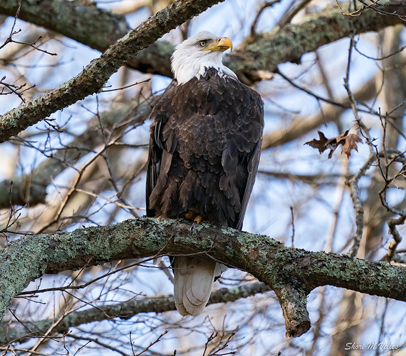 Happy Bald Eagle Month in The Last Green Valley! January is when many bald eagles come to the area. We'll post daily about these amazing birds. This eagle was photographed in Baltic CT by Shori Velles. 
#baldeagles #nationalheritageareas #nps #TheLastGreenValley