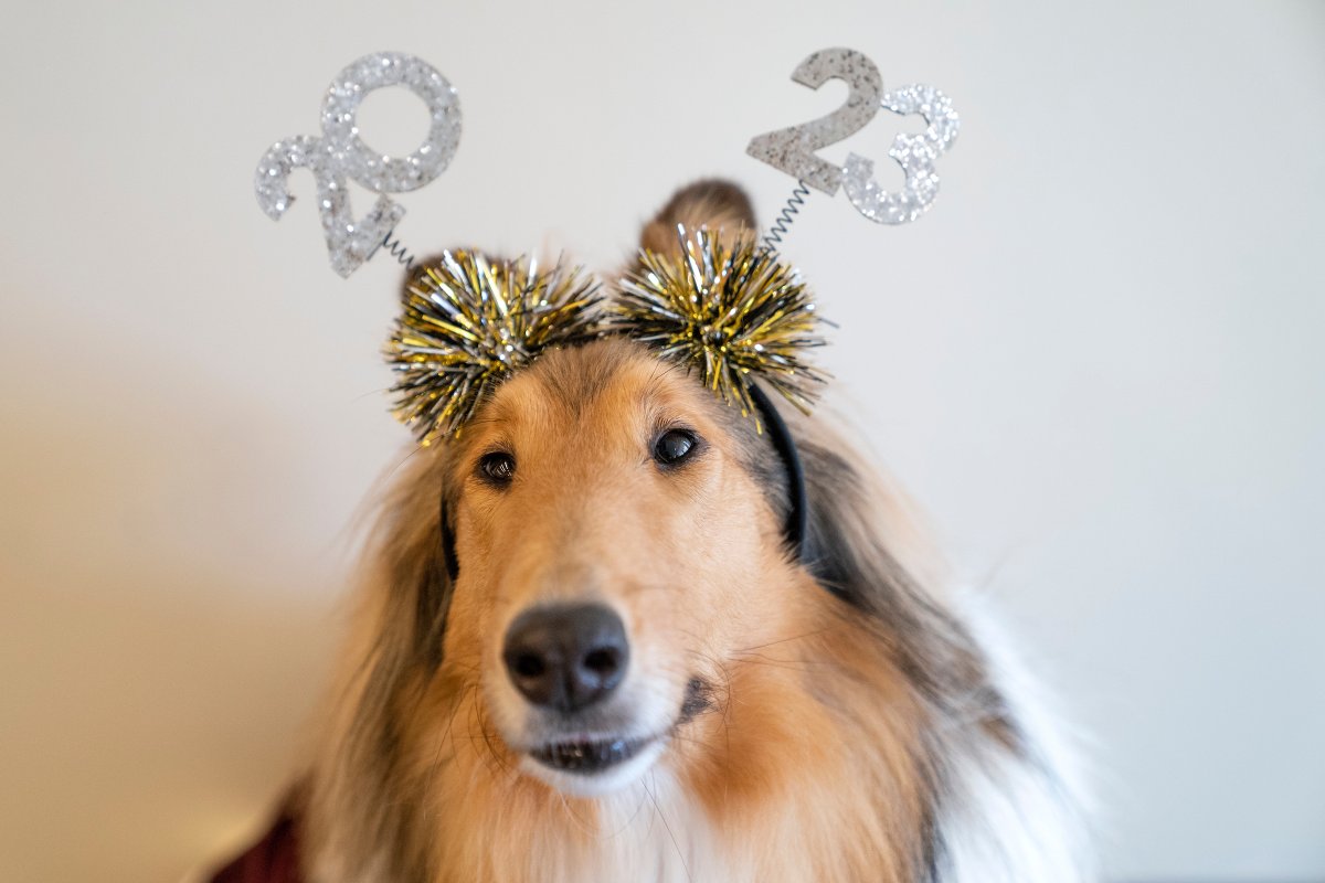 reveille's tweet photo. Everyone keeps telling me I have to set my goals for the new year today and so I’ve already decided on three:

🦴 Make sure my Aggies have the best 2023!
🦴 Catch every squirrel!
🦴 Get all of the pets! https://t.co/QW2Tuf2faf