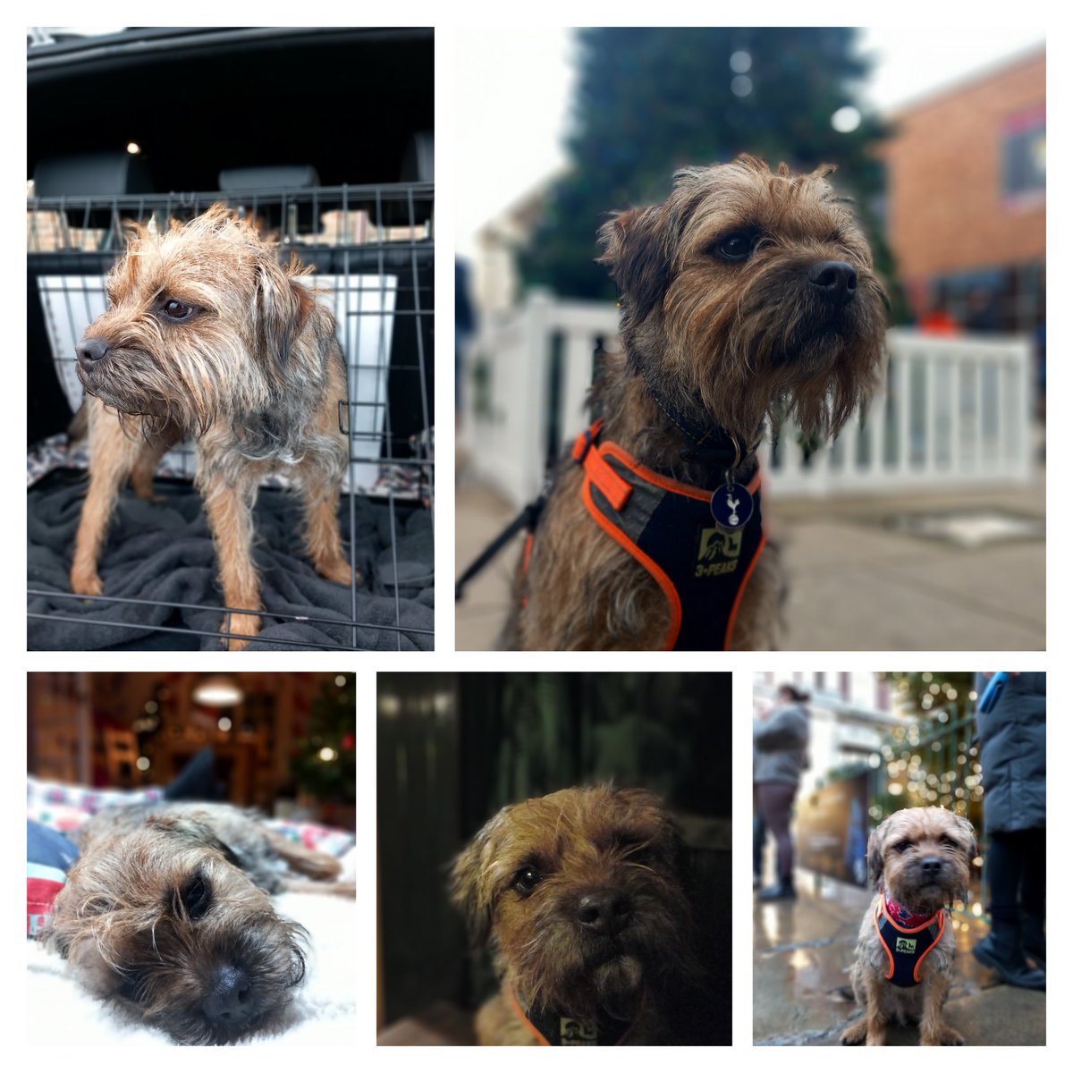 Kobe Border Terrier tweet media