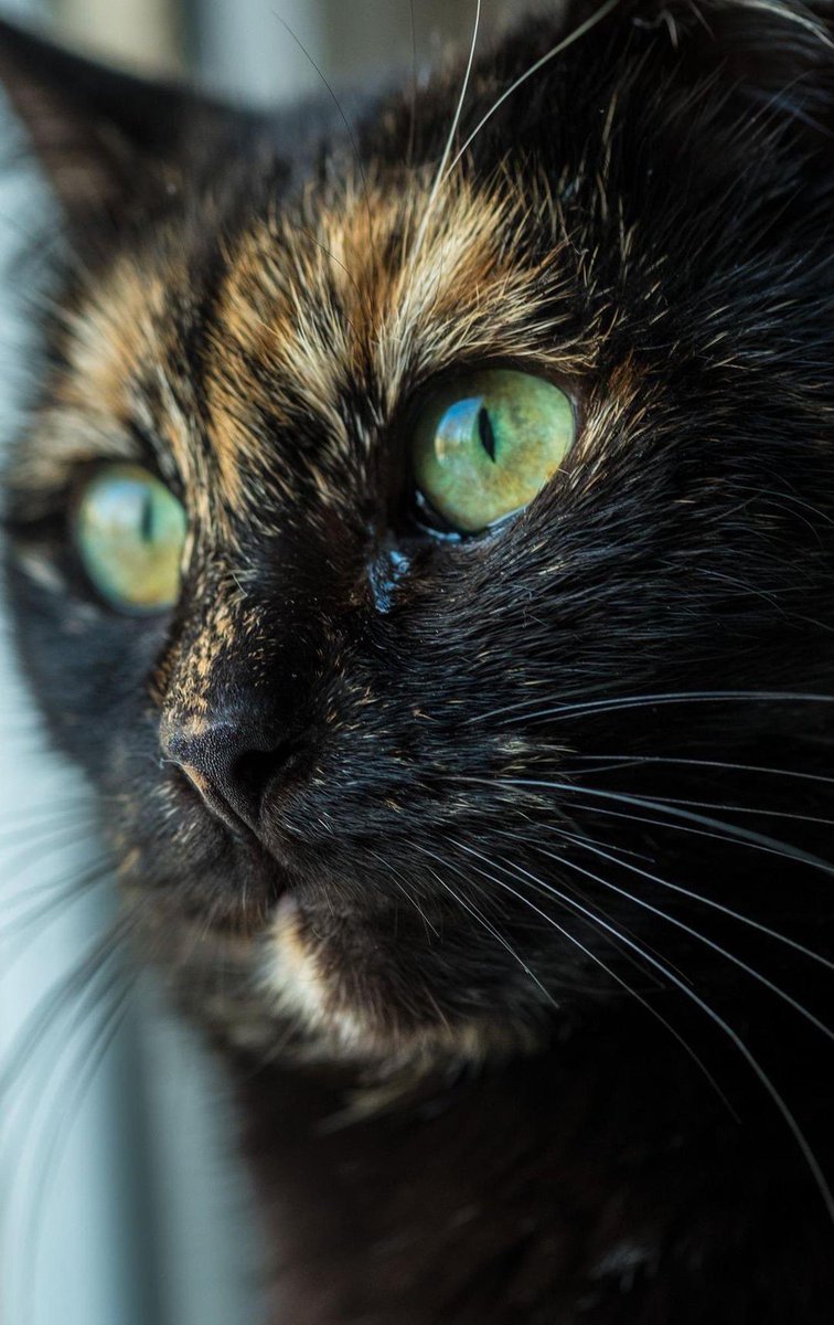 Rowtography_'s tweet photo. Today's showcase theme is YOUR CAT in memory of our Cheeky

Show me a lovely photo of your cat past or present 

👉Retweeting only favourites today. 
 
👉ONE PHOTO ONLY - NO LINKS

Like and retweet your favs and drop me a like too.

#rowcase #photo #CatsOfTwitter https://t.co/Bz3xc4sSxT