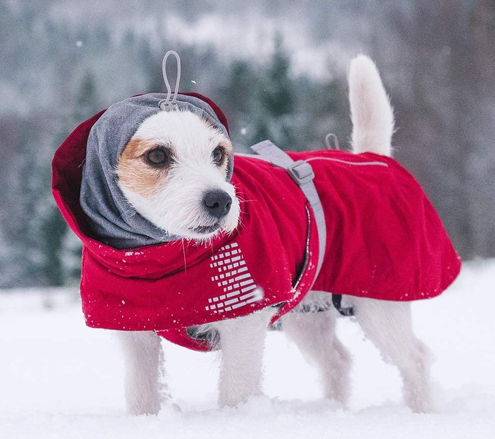 No Kill Colorado tweet media