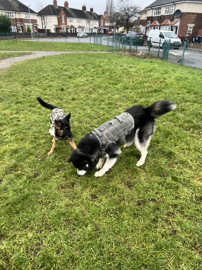 So been just over 2 weeks since Bear joined us and is settling in really well 💪 he looks German shepherd but deff has a boarder collie brain 😂