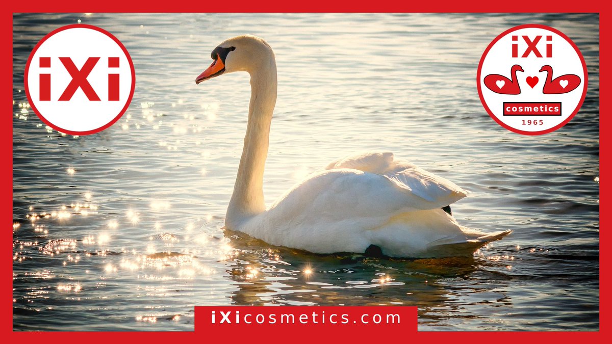 ixicosmetics's tweet photo. Swans are birds of the family Anatidae within the genus Cygnus
#ixi #ixicosmetics #ixi1965 #poland #polska #łabędź #labedz #swan https://t.co/T4cOi3DsMA