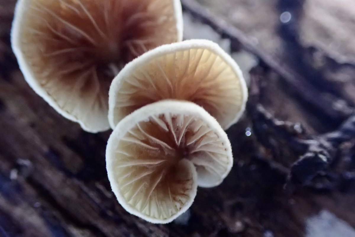 mrjorgen's tweet image. Turen gjekk langs Alnaelva i Svartdalsparken, og det var massevis av spanande #sopp å spore på den aller første soppturen i #soppsesongen2023. 🤩