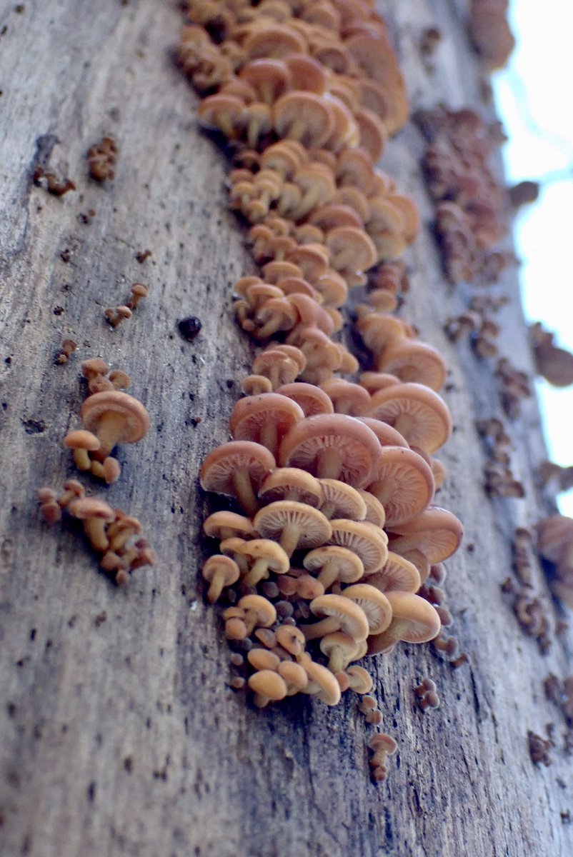 mrjorgen's tweet image. Turen gjekk langs Alnaelva i Svartdalsparken, og det var massevis av spanande #sopp å spore på den aller første soppturen i #soppsesongen2023. 🤩