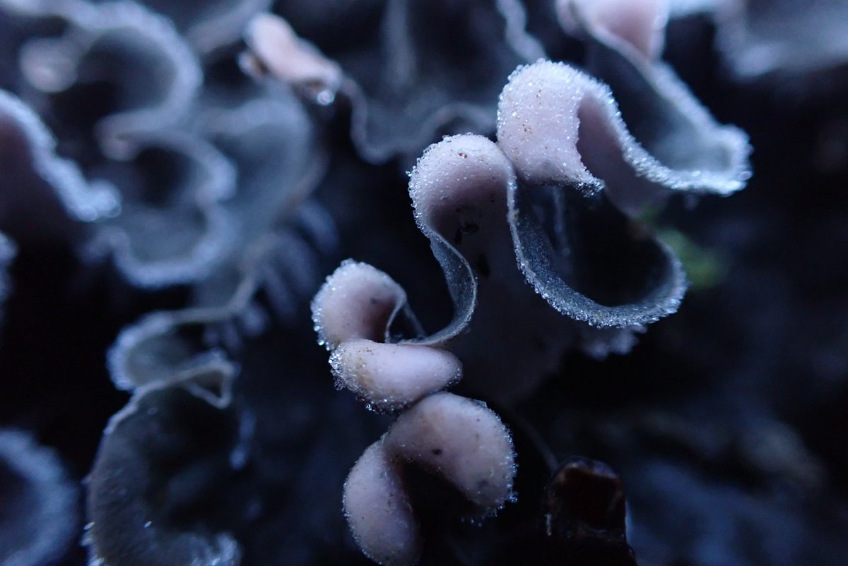 mrjorgen's tweet image. Turen gjekk langs Alnaelva i Svartdalsparken, og det var massevis av spanande #sopp å spore på den aller første soppturen i #soppsesongen2023. 🤩