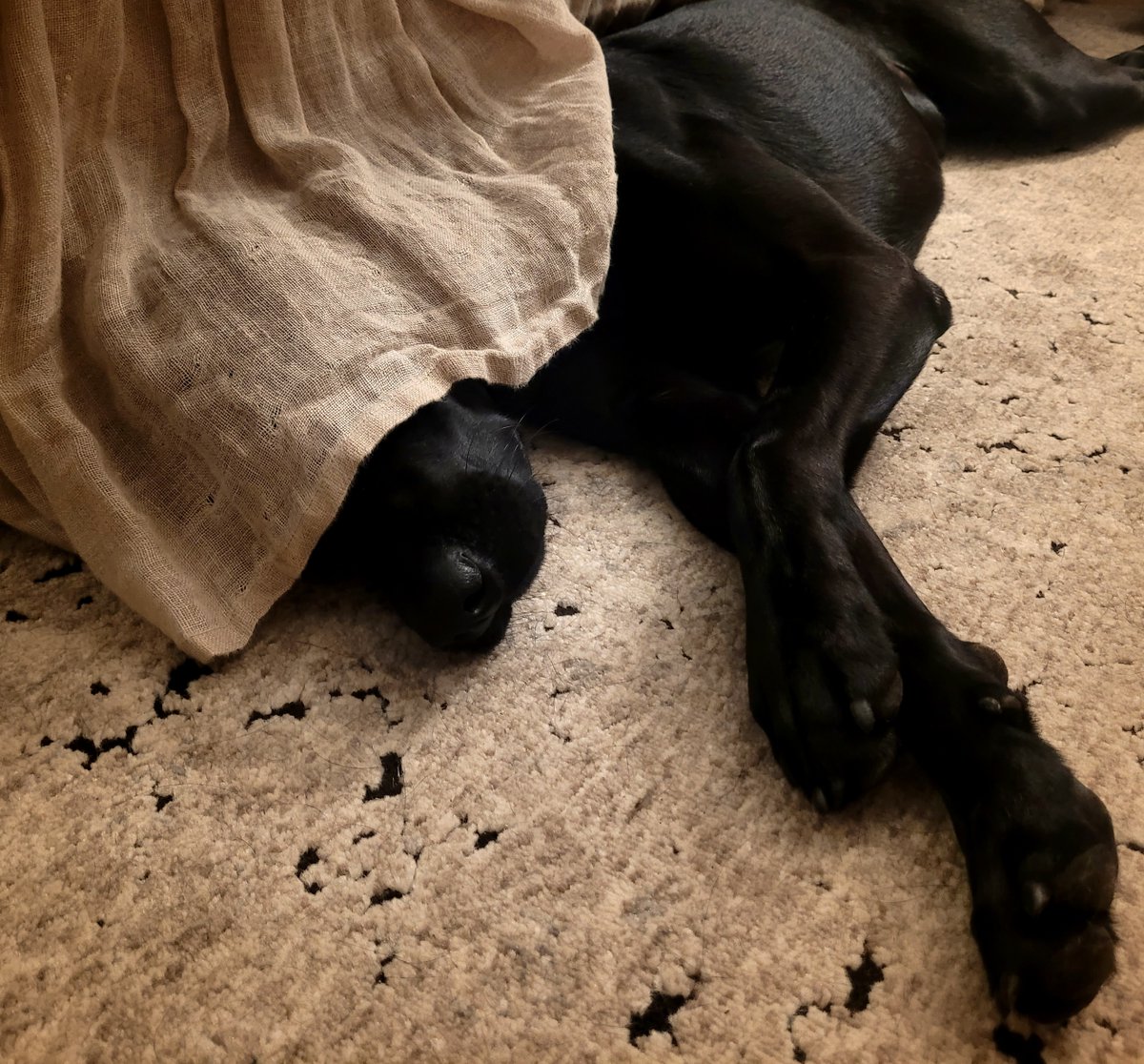 OliverCliveDgn's tweet image. Happy New Year!! I stayed up a little past his bedtime last night. But, this dust ruffle makes a nice sleep mask... And, it&apos;s washable, so that keeps my mom happy because apparently, I&apos;m a little messy sometimes.⁠
⁠
#doghacks #dogfriendlydesign #seattledesigner #Ilovemyblacklab