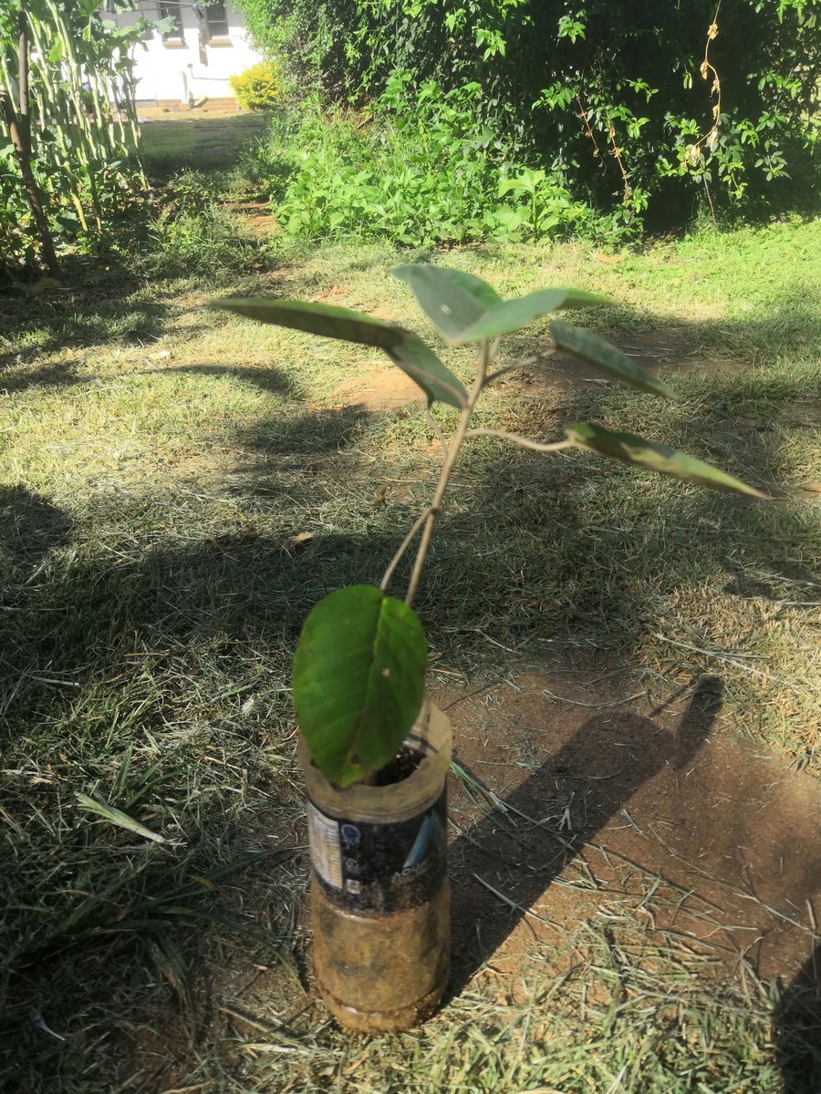 Planting trees is my passion. A tree seedling today, a forest tomorrow. Also advocating for reuse of gabbage.