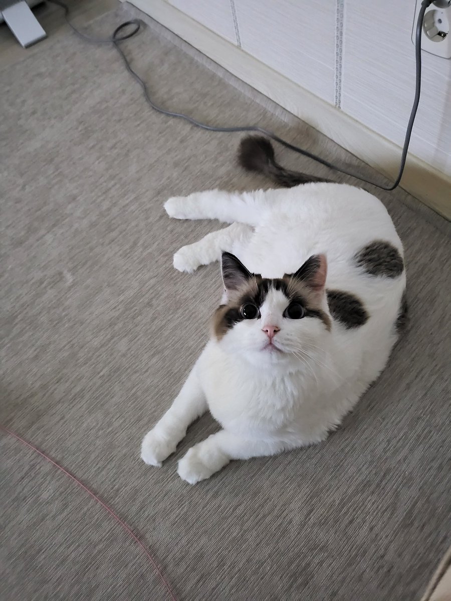 lmnb3020's tweet photo. 똘망똘망 뚭
#고양이 #랙돌 #뚭 #똘망똘망 https://t.co/ntPlGg2gh8