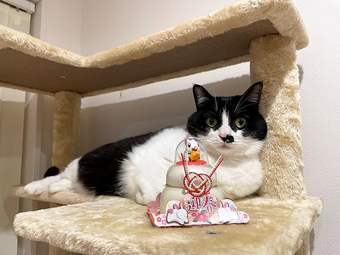ねこのちくわ Wchi Cat Twitter