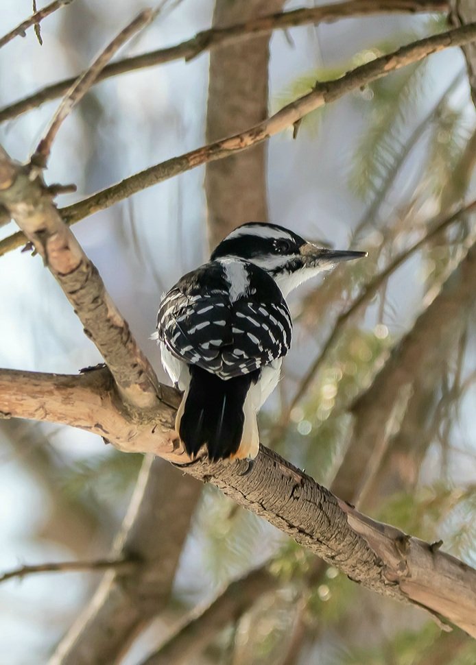 Kelly Flanagan Wildlife Photos On Twitter Female Hairy Woodpecker 