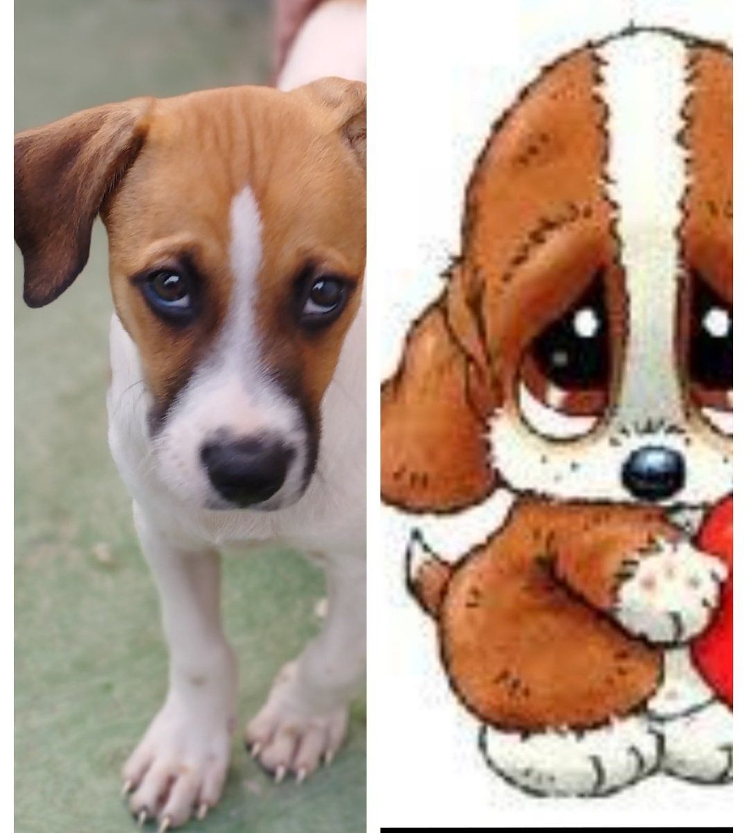 Carmen_Laura88's tweet photo. Parecidos razonables 🥰 ¿Y tu mascota a quién se parece?🤔 #miPizco #SadSam https://t.co/a75bDlcPvY