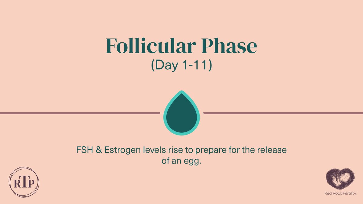 FertilityLV's tweet photo. Your ovulation cycle is much more than just your period.  SWIPE to learn about the different phases of your cycle and how they make up your month.

Want to learn more about your ovulatory cycle? Visit this link: https://t.co/U98WH7tl2q

Follow #RRFCRealTimePregnancy for more. https://t.co/mHTNo11NmB