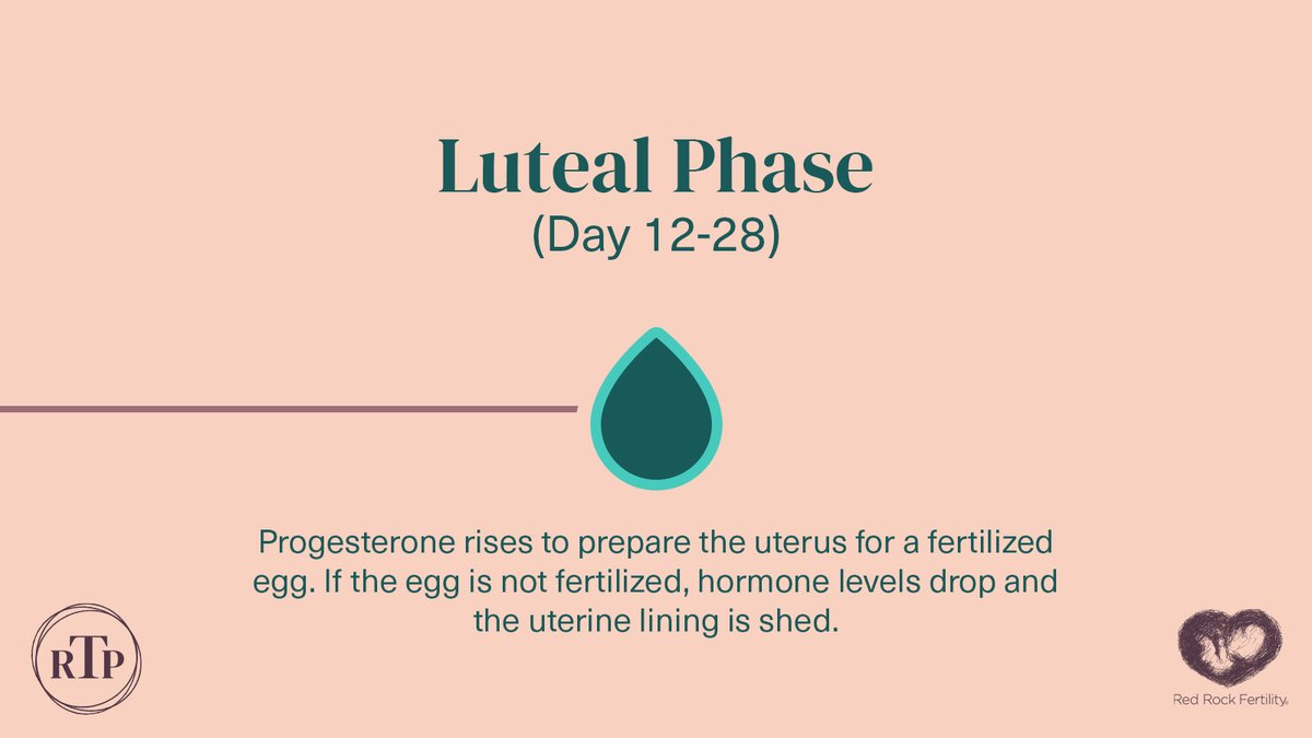Your ovulation cycle is much more than just your period.  SWIPE to learn about the different phases of your cycle and how they make up your month.

Want to learn more about your ovulatory cycle? Visit this link: bit.ly/3PQwXNR

Follow #RRFCRealTimePregnancy for more.