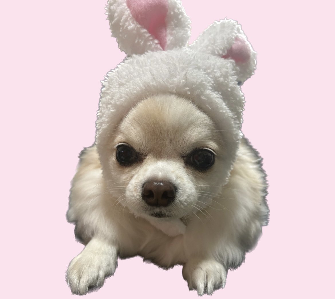 _Nami_32's tweet photo. 2023年もよろしくです🐰🤍 https://t.co/ihQdt3bBXm