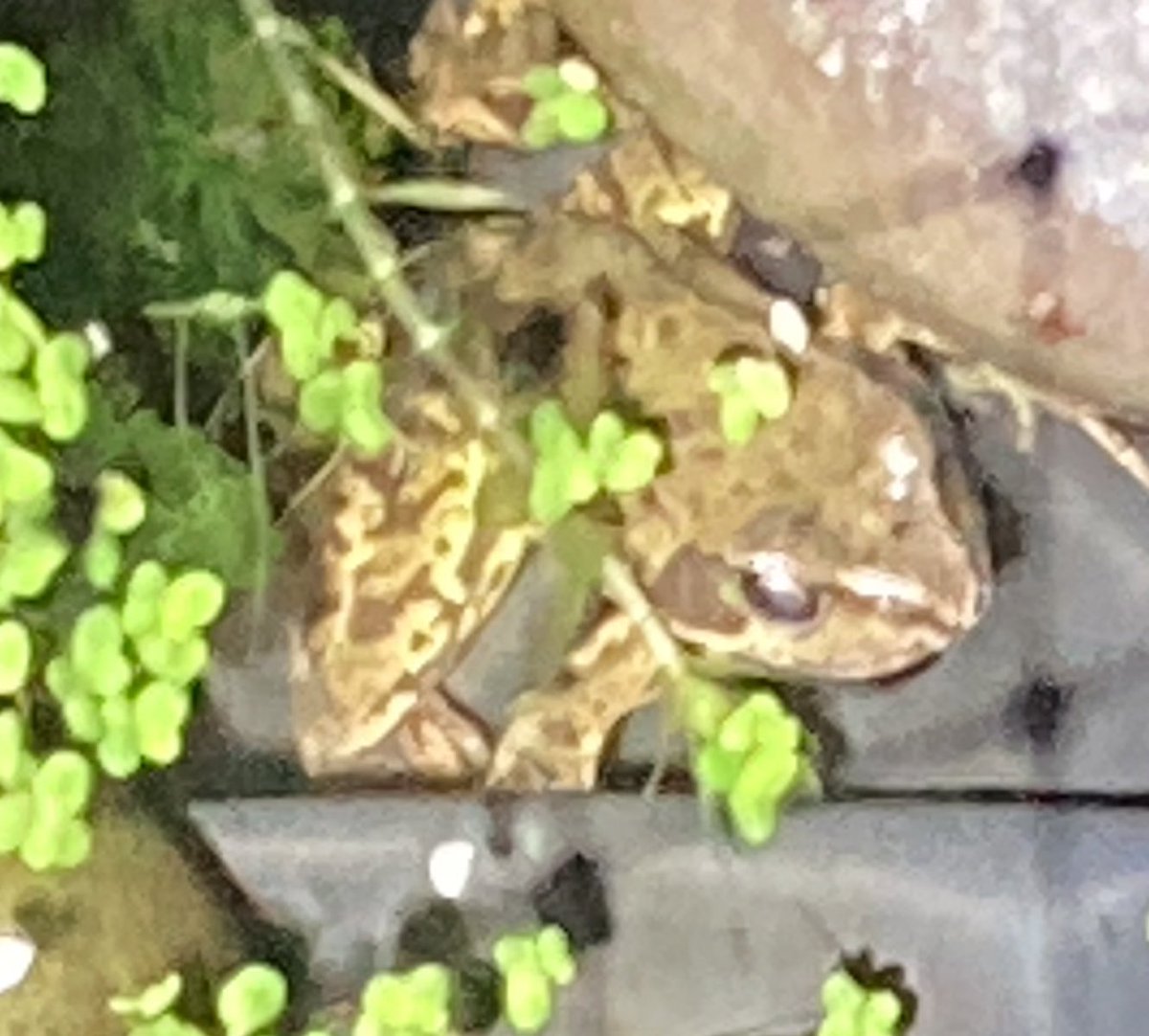 I’ve had a thought about #spawnmap. 
Would people be keen for me to make a similar map if I created a super simple form to complete? 
Date/postcode … that’s it. 
If there is interest, I’ll do it. 
Anyone who’s ever contributed (2,000+ of you) please speak up! 🐸 #frog #spawn