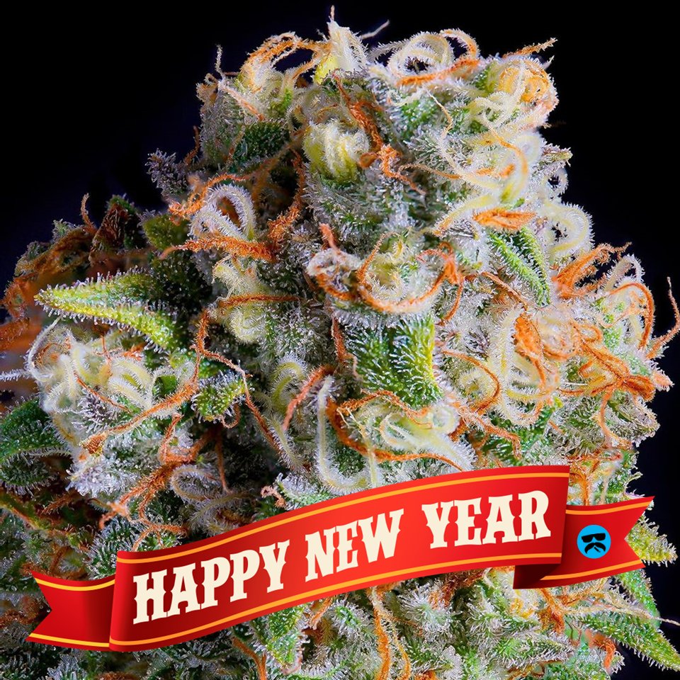 IamLoopySanchez's tweet photo. Happy New Year's to all, may the new year bring you fortune, success, love and lots of happy Loopy moments!!! 

#happynewyear #2023 #goodtimes #iamloopysanchez #loopy_sanchez #trending #barriogrown #entertainment #losangeles #letsgo #viral #share #popular #repost #seedtoplant https://t.co/Flw2WyP17L