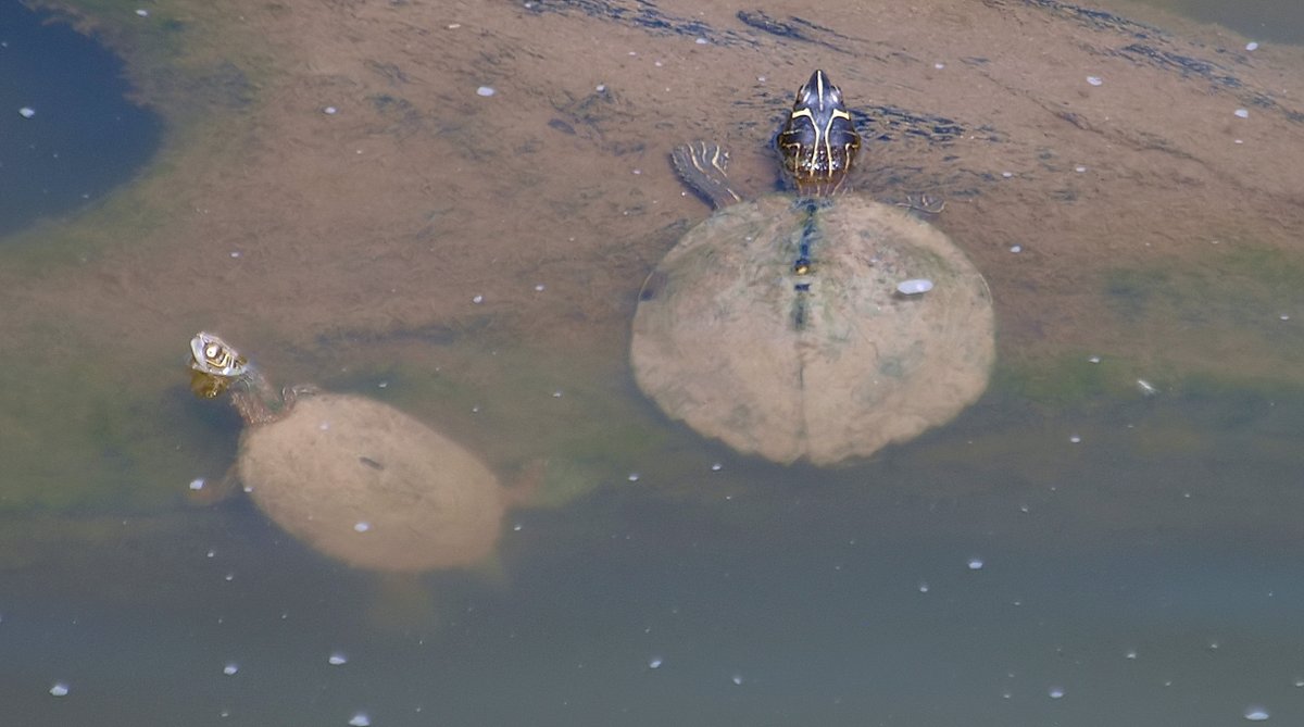 kala61857's tweet photo. Poor Mr. Personality
Finally meets a lady of his species...& he chokes & swims off in a panic. Get your mojo back!
Mississippi Map Turtles (Graptemys pseudogeographica kohni)
https://t.co/aRH5mgSfFy
#turtles #NaturePhotography #reptiles #herping #MapTurtles #wildlifephotography https://t.co/sSZd8O4nSS