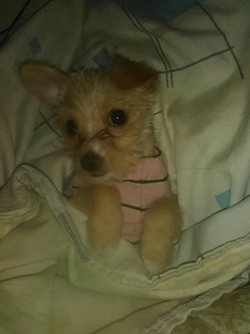 AnielGranda's tweet photo. @jalfonsozr Mi perrita es de esa combinación, pero al revés, osea el Pincher era el padre. Y para mí salió linda y con ojos grandes https://t.co/NKSKWnf5YW
