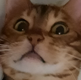 Johnny Lionface 🦁 tweet media