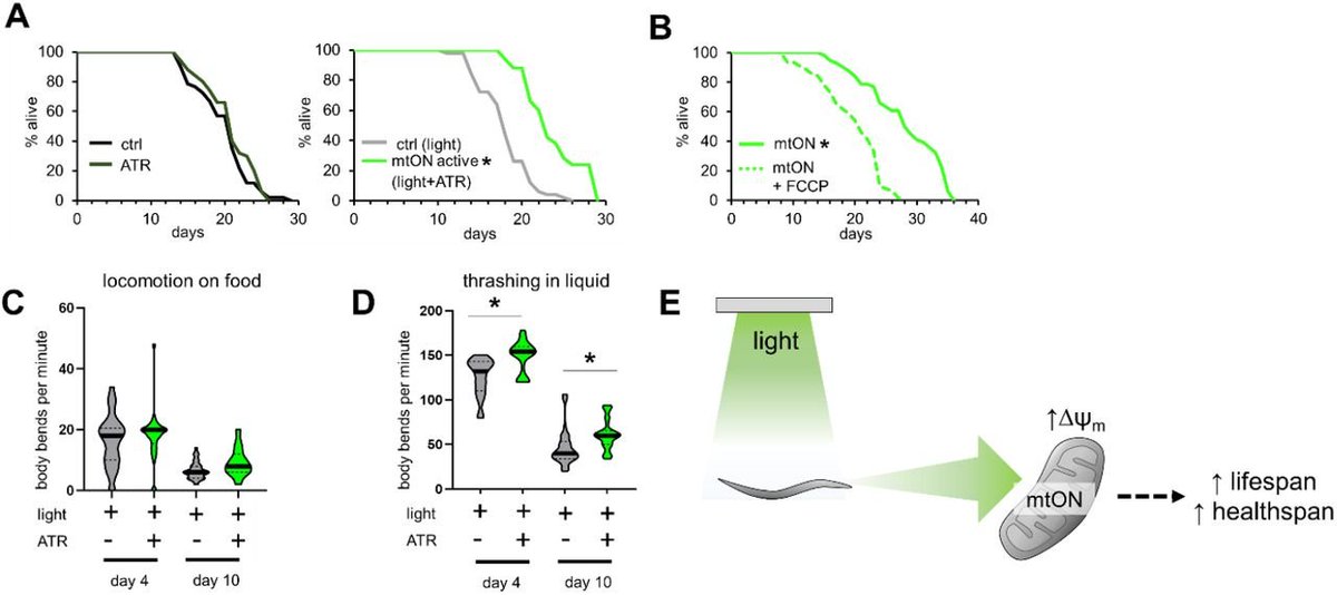 htw (@heniek_htw) on Twitter photo We show that optogenetically increasing #mitochondrial membrane potential during adulthood using a #light-activated proton pump improves age-associated phenotypes and extends #lifespan in Caenorhabditis elegans.
👇
nature.com/articles/s4358… We show that optogenetically increasing #mitochondrial membrane potential during adulthood using a #light-activated proton pump improves age-associated phenotypes and extends #lifespan in Caenorhabditis elegans.
👇
nature.com/articles/s4358…