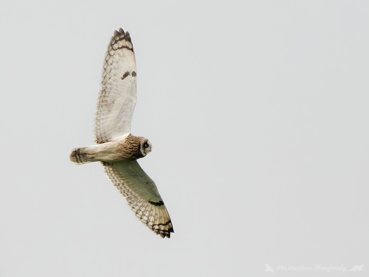 Short Eared Owl, distant shot from the Somerset levels.

#nature #wildlife #wildlifephotography #naturephotography #bbcspringwatch #birds #british_wildlife_images #theBritishwildlife #bbcwildlifePOTD #birdphotographyworld #birdwatching #bird_captures #rspb_love_nature